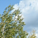 Autumn Winds - natural white noise - Boreal Forest sounds