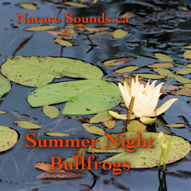 Summer Night Bullfrogs Sounds